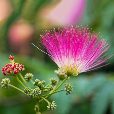 Persian silk tree (Albizia julibrissin). Albizia julibrissin, colloquially known as persian silk tree, is a deciduous plant with characteristic pink, fuzzy inflorescences. Persian silk tree is mainly cultivated for decorative purposes. Its flowers have a mild, sweet smell and are often visited by butterflies, bees and hummingbirds. Persian Silk Tree, Albizia Julibrissin, Silk Tree, Tree Seeds, Sweet Smell, Different Seasons, Bonsai Tree, Flower Images, Hummingbirds