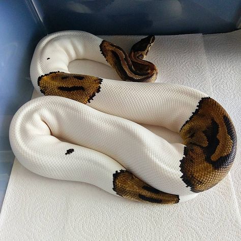 13' female pied ball python Pretty Snakes, Ball Python Morphs, Corn Snake, Snake Lovers, Cute Reptiles, Cute Snake, Pet Snake, Beautiful Snakes, Ball Python