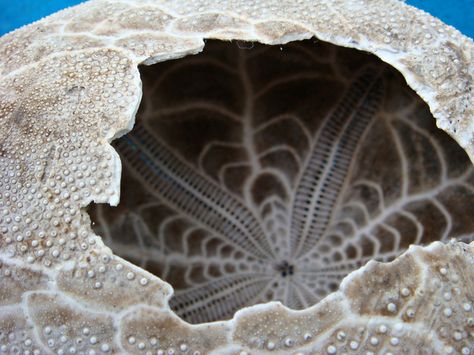 The inside of sea urchin skeleton by CameliaTWU, via Flickr Science Images, Animal Skeletons, Sea Urchins, Sand Dollars, Sea Urchin, Artistic Inspiration, World Building, Zoology, Intricate Patterns