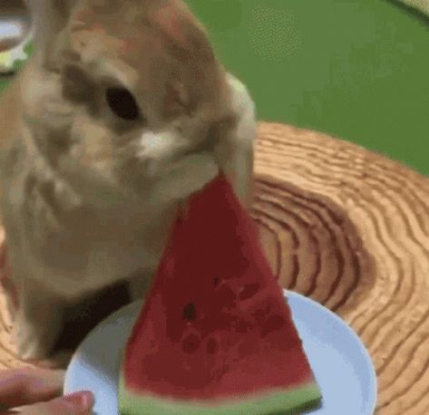 Bunnies Cute GIF - Bunnies Cute Eating Watermelon - Discover & Share GIFs Bunnies Cute, Eating Gif, Tenor Gif, Rabbit Gif, Eating Watermelon, Cute Bunny Pictures, Bunny Pictures, Love Kiss, Aesthetic Themes