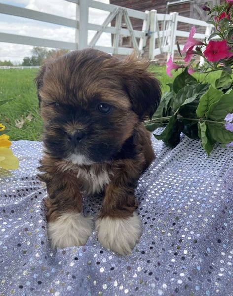 Shorkie Puppies For Sale, Shorkie Puppies, Big Dogs Breeds, Biggest Dog In The World, Funny Dog Signs, Biggest Dog, Cute Fluffy Dogs, Funny Dog Photos, Dog Jokes