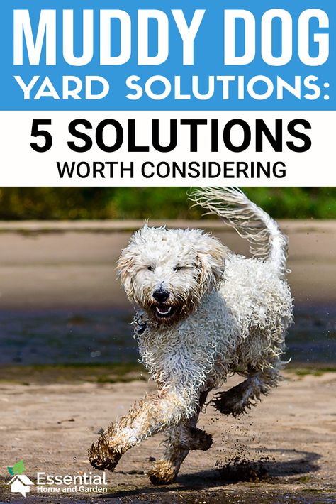 Dog owners know their beloved dogs need outdoor exercise and fresh air. Beyond daily walks or weekly visits to the dog park, this exercise usually comes in the form of running and playing in a yard or dog run. Covered Outdoor Dog Area, Muddy Yard Solutions Dogs Backyard Ideas, Muddy Dog Yard Solutions, Muddy Yard Solutions Dogs, Muddy Backyard Solution Dogs, Backyard With Dogs, Outdoor Dog Spaces, Yard For Dogs, Dog Run Ideas Backyard