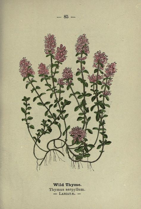 Wayside and woodland blossoms :. London ;F. Warne,1895.. Thymus Serpyllum, Thyme Flower, British Wild Flowers, Wild Thyme, Decor Studio, Vintage Botanical Prints, Scientific Illustration, Botanical Drawings, Plant Illustration