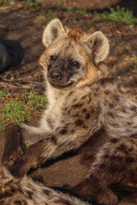 Spotted Hyena Aesthetic, Spotted Hyena Photography, Hyena Oc Human, Hyena Aesthetics, Hyena Cute, Hyena Therian, Hyena Oc, Cute Hyena, Baby Hyena