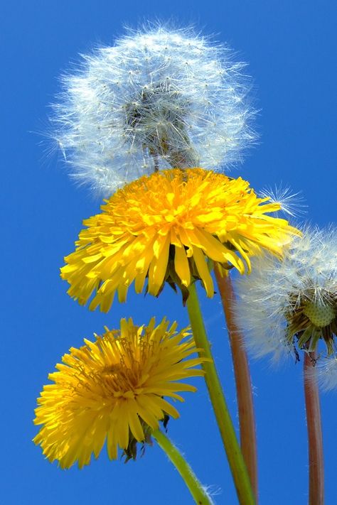 dandelions Dandelion Art, Dandelion Wishes, The Dandelion, Dandelion Wish, Dandelion Flower, Beauty Of The World, Growing Flowers, Mellow Yellow, Yellow Flower