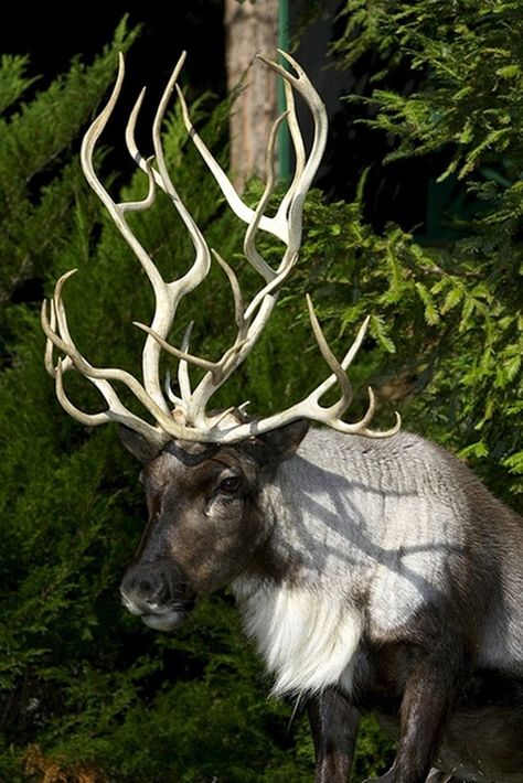 animals with horns (22)                                                       … Animals With Horns, Mule Deer, Unusual Animals, Manx, Majestic Animals, African Animals, Animal Planet, An Animal, Nature Animals