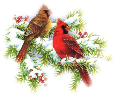 Bird Clipart, Christmas Cardinals, Christmas Memories, Winter Bird, Christmas Bird, Cardinal Birds, Bird Pictures, Christmas Scenes, Bird Drawings