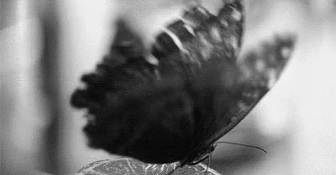 Black Butterfly GIF - Black Butterfly Gothic - Discover & Share GIFs Video Fx, Butterfly Gif, Wing Butterfly, Random Gif, Gothic Aesthetic, Black Butterfly, Aesthetic Gif, Aesthetic Themes, Aesthetic Images