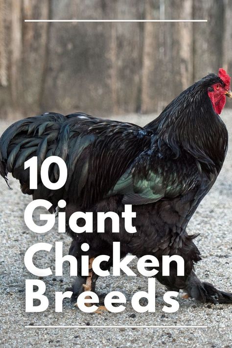 10 Giant Chicken Breeds Giant Chicken Breeds, Chickens Backyard Breeds, Pet Chickens Breeds, Chook Pen, Giant Chicken, Biggest Chicken, Chicken Breeds, Pet Chickens, Raising Chickens