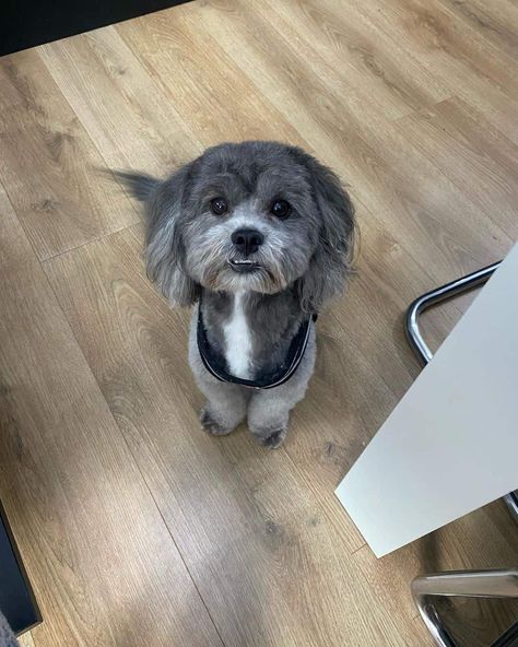 23 Shih Poo Haircuts That Will Melt Your Heart Shih Poo Haircuts Teddy Bears, Dog Teddy Bear Haircut, Shipoo Dog Haircuts, Shih Poo Haircuts, Zuchon Dog, Shipoo Puppies, Dog Hairstyles, Shih Poo Puppies, Puppy Haircut