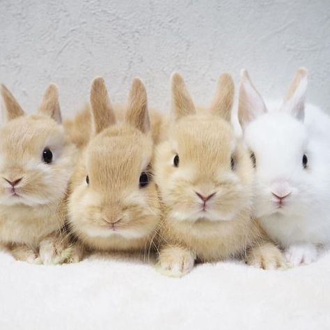 Rabbit's Followers on Instagram: “Wanna join them😍 [Follow @rabbits.followers for more]  #bunny #bunnyworld #rabbitlovers #rabbit #rabbitsofinstagram #rabbitlove…” Beautiful Rabbit, Fluffy Bunny, Pet Bunny, Pet Rabbit, Fluffy Animals, Cute Animal Photos, Baby Bunnies, Cute Animal Pictures