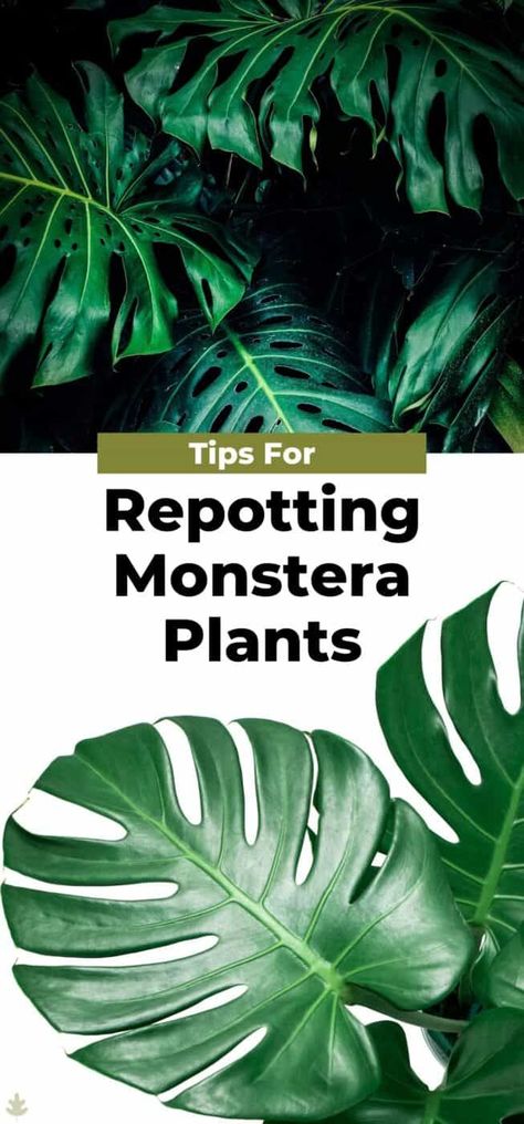 Care For Monstera Plant, When To Repot Monstera Plant, Repotting Monstera, How To Take Care Of Monstera Plant, Transplanting Monstera, Soil Mix For Monstera Deliciosa, Soil Nutrients, Transplanting Plants, Backyard Hacks