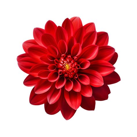 Download AI generated Maroon chrysanthemum flower  isolated on transparent background generative AI for free Red Flowers Png, Maroon Flowers, Chrysanthemum Flower, Cityscape Photos, Brochure Design Template, Nature Backgrounds, Heart With Arrow, Red Flower, Custom Illustration