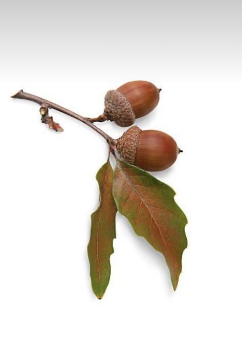 Oak Leaves And Acorns Drawing, Acorn Drawing, Acorn Decor, Pattern Photoshop, Christmas Food Photography, Acorn Decorations, Tattoo Apprenticeship, Leaf Images, Frame Card