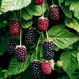 Boysenberries are a combo of raspberries, blueberries, and loganberries. Read more to learn about how to grow boysenberries and care for them! Fruit Shrub, Growing Blackberries, Growing Raspberries, Bush Plant, Berry Plants, Knotts Berry Farm, Buy Seeds, Growing Succulents, Growing Grapes