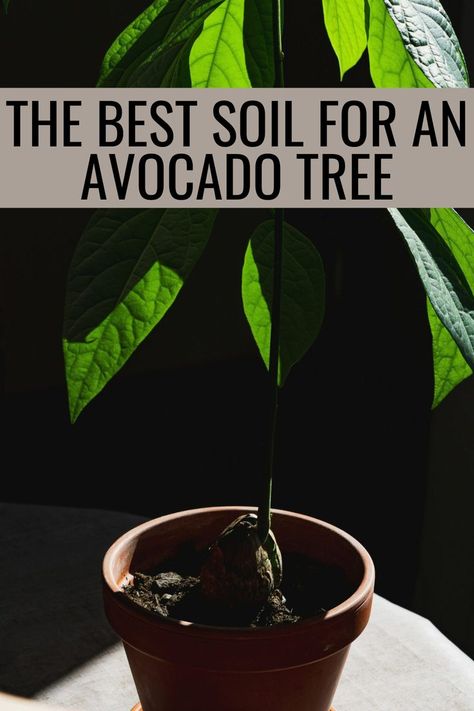 Discover the ideal soil for your avocado tree with our expert guide, perfect for indoor plant enthusiasts. Elevate your plant home decor with valuable tips and create a lush indoor oasis with thriving avocado trees. Indoor Avocado Tree, Avocado Tree Care, Tree In A Pot, Avocado Trees, Plant Home Decor, Indoor Oasis, Tree In Pot, Avocado Plant, Grow Avocado