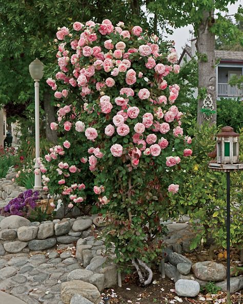 Rose Gardening, Spring Hill Nursery, Pearly Gates, Rose House, Bed Of Roses, Clematis Vine, Climbing Rose, Sun Perennials, Spicy Fragrance