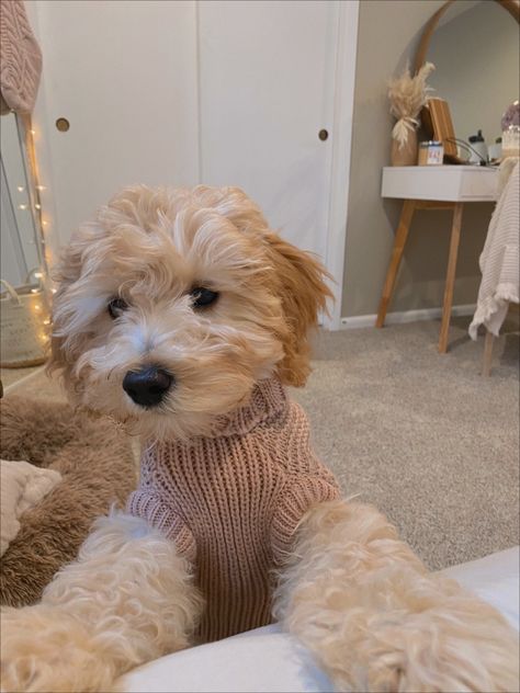 Cavapoo Accessories, Chipoo Dogs, Grown Cavapoo, White Cavapoo, Teacup Cavapoo, Cavapoo Full Grown, Cava Poo, Cavapoo Dogs, Maltipoo Puppy