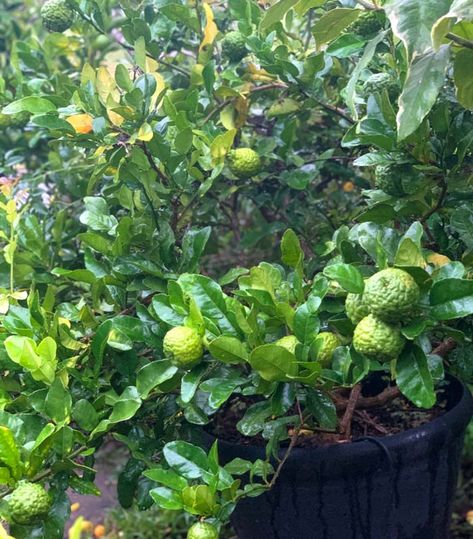 Sweet Lime, Citrus Plant, Ant Farms, Lime Tree, Lime Oil, Kaffir Lime, Soup Season, Citrus Trees, Growing Tree