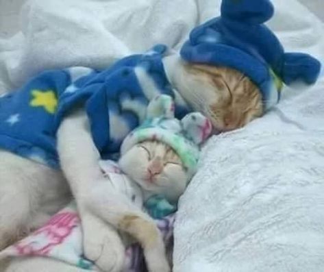 Slaap Lekker, Sleepy Cat, Fun Fun, Cute Cats And Kittens, Cute Animal Pictures, Sweet Animals, Cats Meow, Cats Dogs, Beautiful Cats