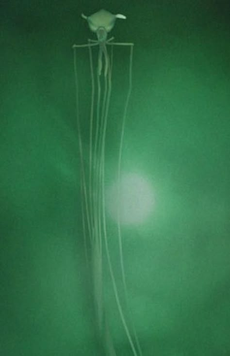 The Bigfin #Squid is the most #terrifying #animal in existence. Creepy Sea Creatures, Bigfin Squid, Giant Squid Aesthetic, Creepy Deep Sea Creatures, Scary Sea Creatures, Deep Sea Scary, Magnapinna Squid, Frilled Shark, Bioluminescent Squid