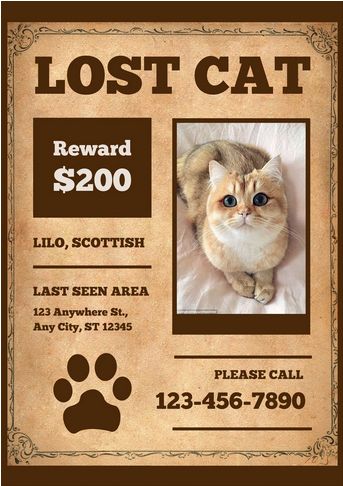 Brown Vintage Missing Cat Poster Canva Template Missing Cat Poster Template, Missing Poster Template, Cat Poster Design, Lost Cat Poster, Missing Cat Poster, Pet Announcement, Contest Poster, Cat Poster, Lost Cat