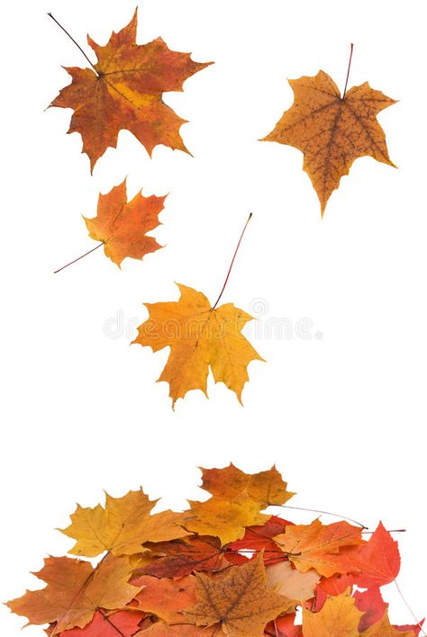 Falling Maple Leaves, Leaves Cartoon, Leaves Background, Leaves Falling, Maple Leaves, Falling Leaves, Background White, Door Decoration, Social Media Design Graphics