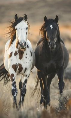 Horseback Riding Outfit, Aesthetic Equestrian, Riding Outfit Equestrian, Mustang Horses, Wild Horses Mustangs, Wild Horses Photography, Beautiful Horses Photography, Cute Horse Pictures, Equestrian Aesthetic