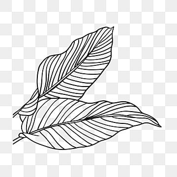 lineart plant,line,plant icon,tropical,linear clip art,line draft decoration,tropical plants,plant decoration,element,flower clipart,leaf clipart,line clipart,plant clipart,black clipart,flower clipart outline,white clipart,tropical clipart Drawing Leaf, Plant Icon, Elephant Ear Plant, Drawing Png, Leaf Stencil, Leaf Images, Floral Texture, Black And White Tree, Leaf Drawing