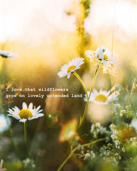 wildflowers on Instagram: “i love that wildflowers grow on lovely untended land 🌼 ⁠ ⁠ #wildflowers #wildflowersgang #girlssupportgirls��” Wild Flower Quotes, Grow Wildflowers, Girls Support Girls, Background Art, Interesting Reads, Flower Quotes, Brand Board, Nature Quotes, Wild Flower