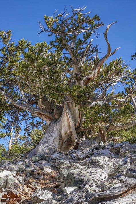 There are so many things to do in Great Basin National Park, but if this is your first road trip to the park it can be a little overwhelming. Don't worry, this list includes all the things you can't miss while on your vacation, plus a bunch of information to help you make your way around the park. Whether or not you like hiking and camping this list will make it easy to have a fun adventure. Bristlecone Pine, Great Basin National Park, Ancient Trees, Kids Camping, Great Basin, Cave Tours, Long Road Trip, National Park Road Trip, Family Camping Trip