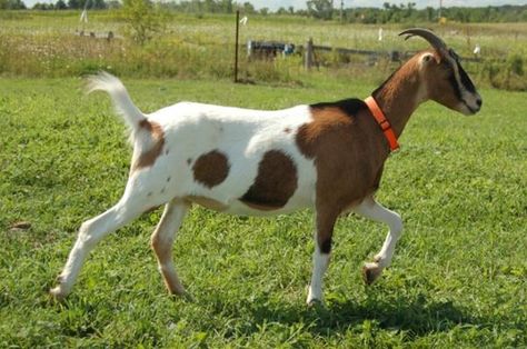 Click this image to show the full-size version. Goat Reference, Goat Pics, Lamancha Goat, Cute Animals Wallpaper, Goat Pictures, Tattoo Goat, Goat Picture, Goat Pen, Bear Fishing