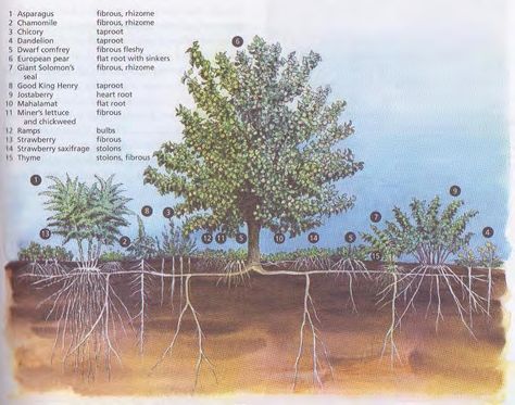 Food Forest Backyard, Fruit Tree Guild, Tree Guild, Forest Gardening, Edible Forest, Forest Gardens, Food Forests, Food Forest Garden, Growing Fruit Trees