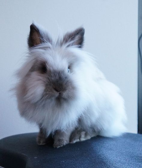 Lionhead rabbit Dobby Lion Head Rabbit, Lion Rabbit, Lionhead Bunny, Lionhead Rabbit, Unique Rabbit, Pet Rabbits, Rabbit Breeds, Lion Images