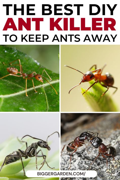 Stop overspending on ant control! Discover how to make ant bait homemade and craft a DIY ant trap indoor or a homemade ant trap for inside. Utilize ant bait borax sugar for powerful results, and create a homemade ant killer for inside and homemade ant killer for outside. Dive into ant trap DIY projects with easy ant traps homemade and DIY ant killer indoor techniques! Homemade Ant Trap For Inside, Ant Deterrent Diy, Diy Ant Trap, Ant Killer Borax, Ant Deterrent, Ants Activities, Ant Bait, Outdoor Potted Plants, Ant Spray