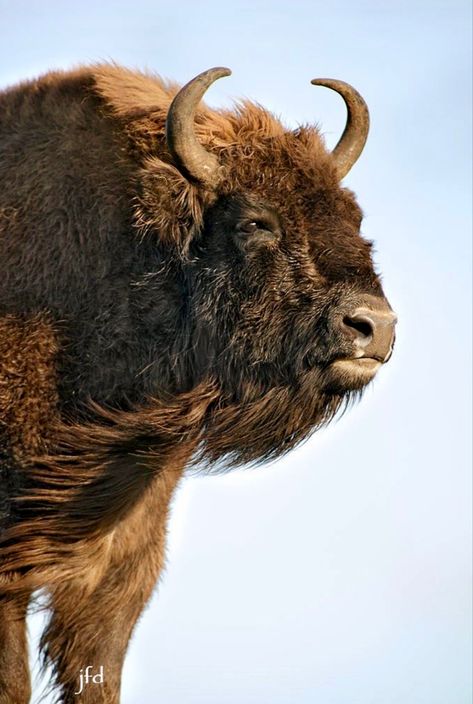 Bison bonasus (aka the European wood bison) is the heaviest wild land animal in Europe. Bison Photography, European Bison, Animals Beautiful, Art Inspiration, Wood, Animals