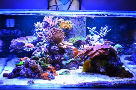 Tips and Tricks on Creating Amazing Aquascapes - Page 31 - Reef Central Online Community Saltwater Tank Setup, Reef Aquascape, Reef Tank Design, Reef Aquascaping, Reef Tank Aquascaping, Nano Reef Tank, Coral Aquarium, Marine Fish Tanks, Coral Reef Aquarium