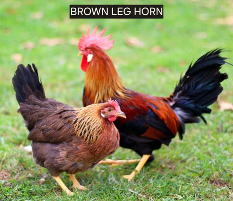 Brown Leg Horn Chicken Chicken Bird, Coop Design, Brown Legs, Health Management, Game Birds, Chicken Breeds, Horn, Birds, Chicken