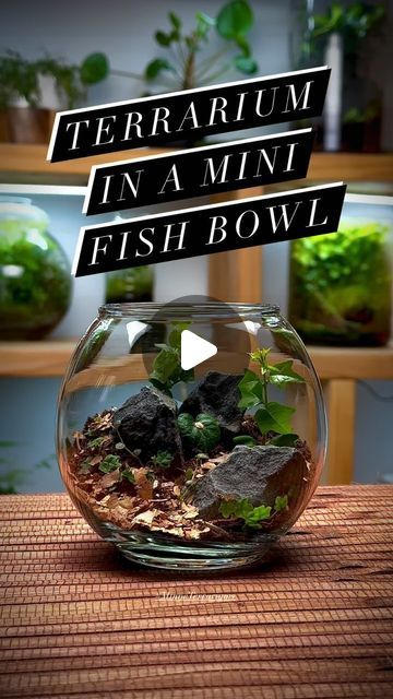 minneterrariums on January 9, 2024: "🎉 New Year, New Terrarium! #MinneTerrariums #terrarium #terrariumart" Fish Bowl Terrarium, January 9, Fish Bowl, Plant Lady, Terrarium, Plants