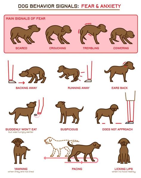 Training Strategy, Dog Body Language, Dog Language, Bad Behavior, Dog Facts, Dog Training Obedience, Dog Behavior, Dog Trainer, Dog Training Tips