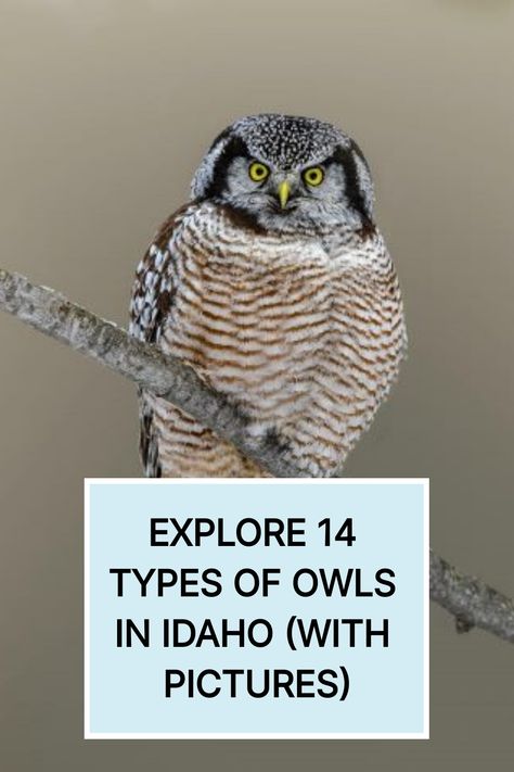 Explore 14 Types of Owls in Idaho (with Pictures) Western Screech Owl, Types Of Owls, Visit Idaho, Saw Whet Owl, Short Eared Owl, Long Eared Owl, Burrowing Owl, Great Grey Owl, Screech Owl