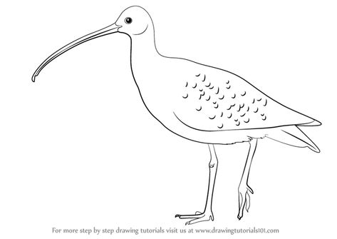 Learn How to Draw a Curlew (Birds) Step by Step : Drawing Tutorials Curlew Bird Drawing, Curlew Bird Art, Drawing Birds Easy, Curlew Bird, Wire Birds, Decoy Carving, Lino Cuts, Wood Projects That Sell, Yarn Craft