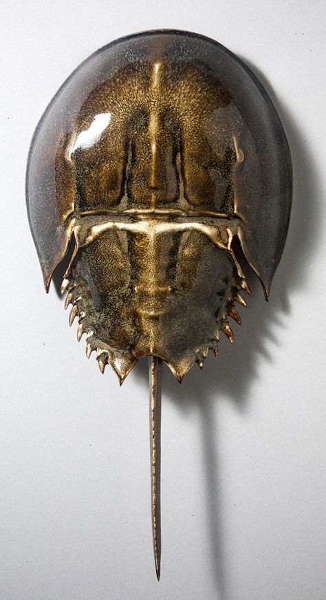 Horseshoe Crab Aesthetic, Horseshoe Crab Art, Horseshoe Crab Drawing, Crab Art, Horseshoe Crab, Fish Sculpture, Exotic Fish, Crustaceans, Ceramic Animals