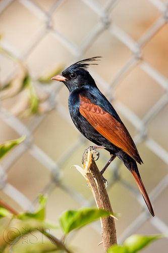 Bunting Bird, Bird Sitting, Kinds Of Birds, Bird Watcher, Nature Birds, All Birds, Bird Pictures, Exotic Birds, Pretty Birds