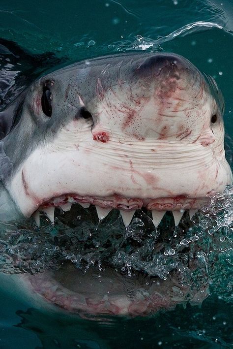 Hai Tattoo, Sharks Scary, Cool Sharks, Shark Photos, Shark Pictures, Shark Art, Shark Fishing, White Sharks, Shark Week