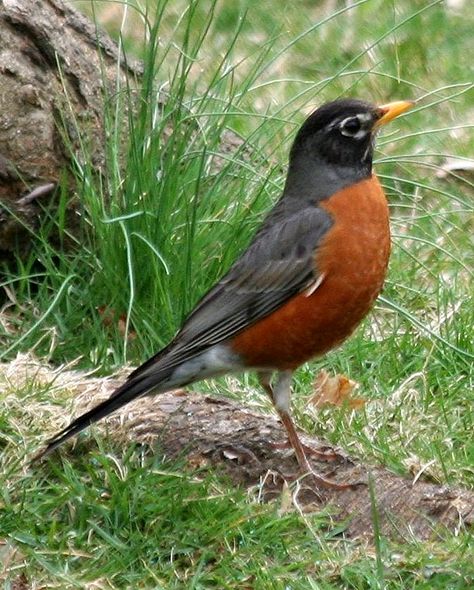 American Robin, Baby Birds, State Birds, Woodpeckers, Robin Bird, Finches, Backyard Birds, All Birds, Pretty Birds