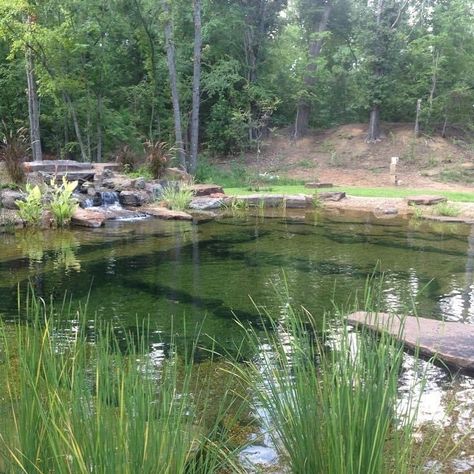 From The Pond, Pond Filters, Swimming Pond, Natural Ecosystem, Aquatic Plants, Water Filtration, Ponds, Water Garden, Outdoor Settings