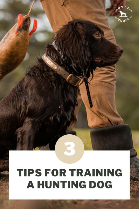 Bird Dog Training, Duck Hunting Dogs, Hyper Dog, Dog Commands, Dog Wellness, Dog Obsessed, Bird Dog, Dog Training Advice, Labrador Retriever Puppies