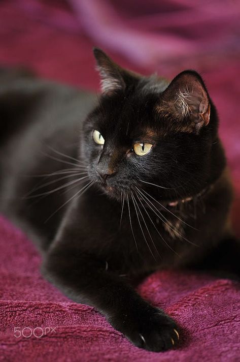 black cat Söt Katt, A Black Cat, Black Kitten, Cute Black Cats, White Cats, Bad Luck, Cats Meow, Pretty Cats, Black Cats