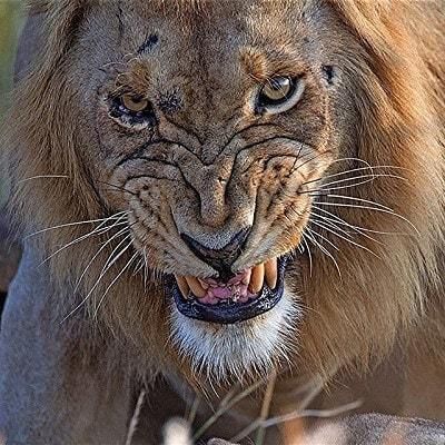 Wildlife Animals & Nature Lion Photography, Lion And Lioness, Lion Wallpaper, Exotic Cats, Male Lion, Lion Pictures, Majestic Animals, Lion Art, Lion Tattoo